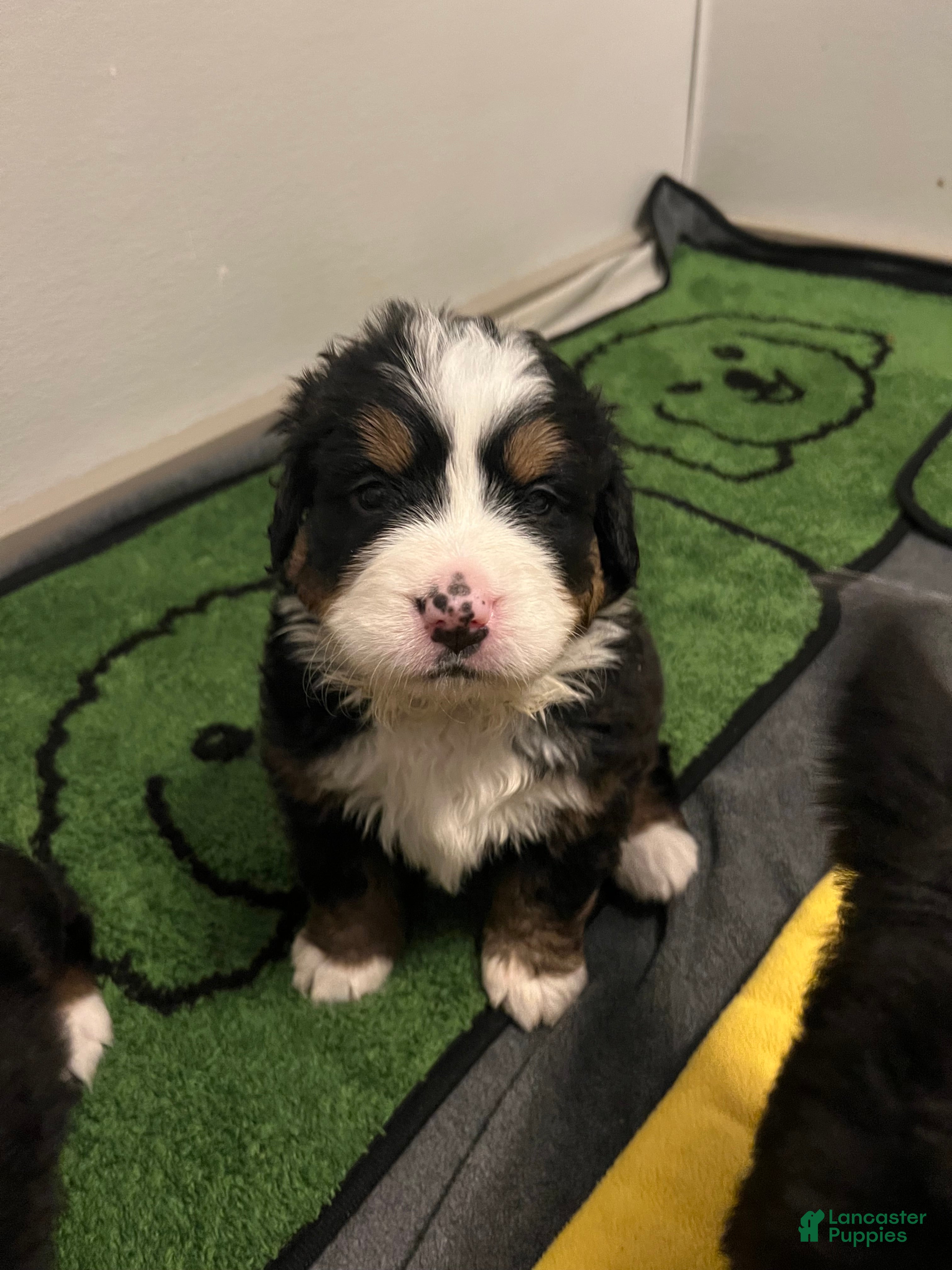 Bernese Mountain Dog dogs Bernese Mountain Dog Puppy 3 - Ad 21