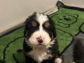 Bernese Mountain Dog dogs Bernese Mountain Dog Puppy 3 - Ad 21