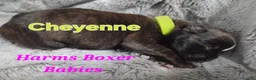 Boxer dogs for sale: Cheyenne - Ad 2