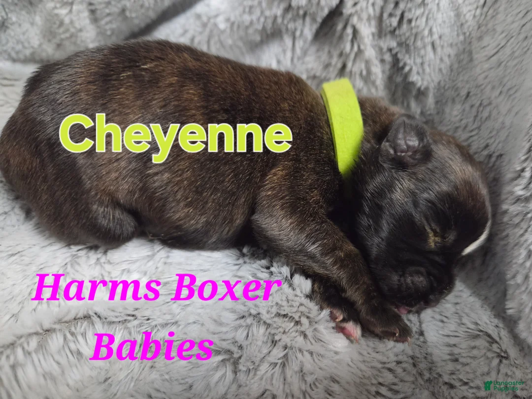 Boxer dogs for sale: Cheyenne - Ad 2