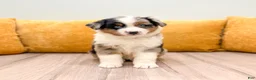 Miniature Australian Shepherd dogs for sale: Bingo - Ad 1
