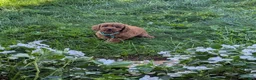 Cavapoo dogs for sale: Hazel  - Ad 10