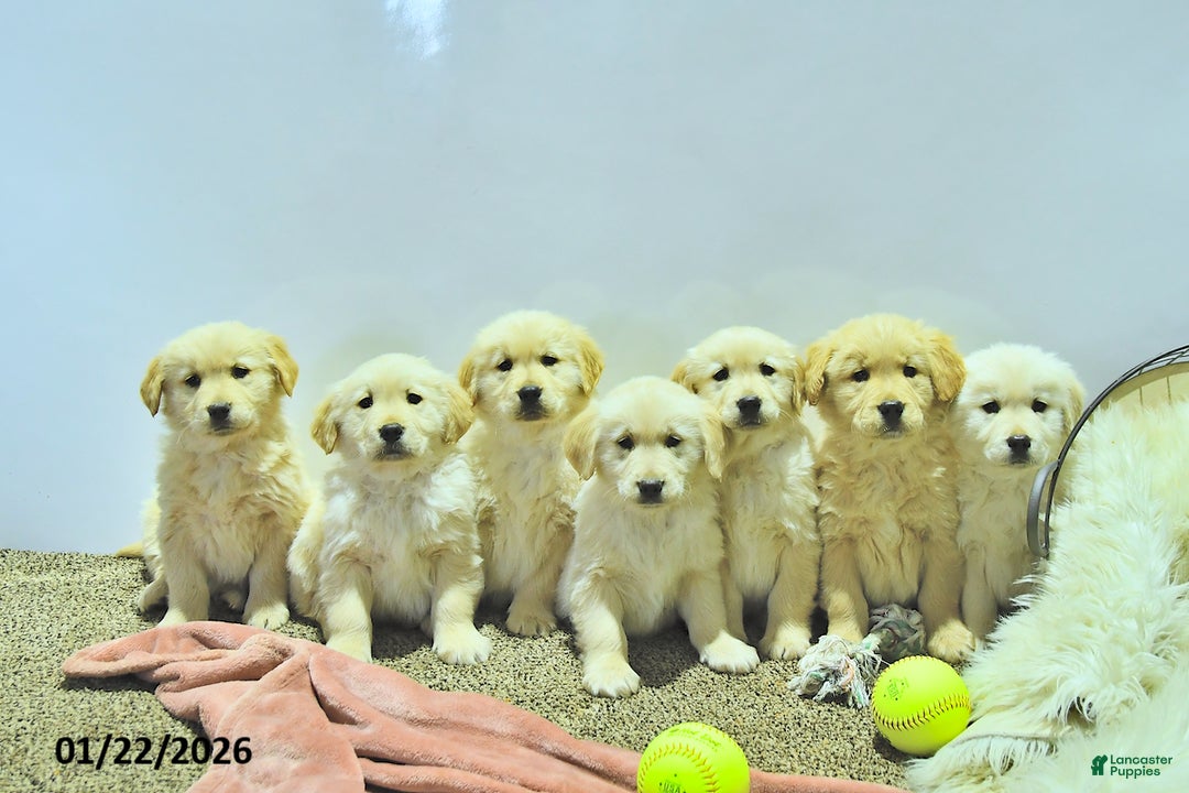 Golden Retriever dogs for sale: Charlie - Ad 5