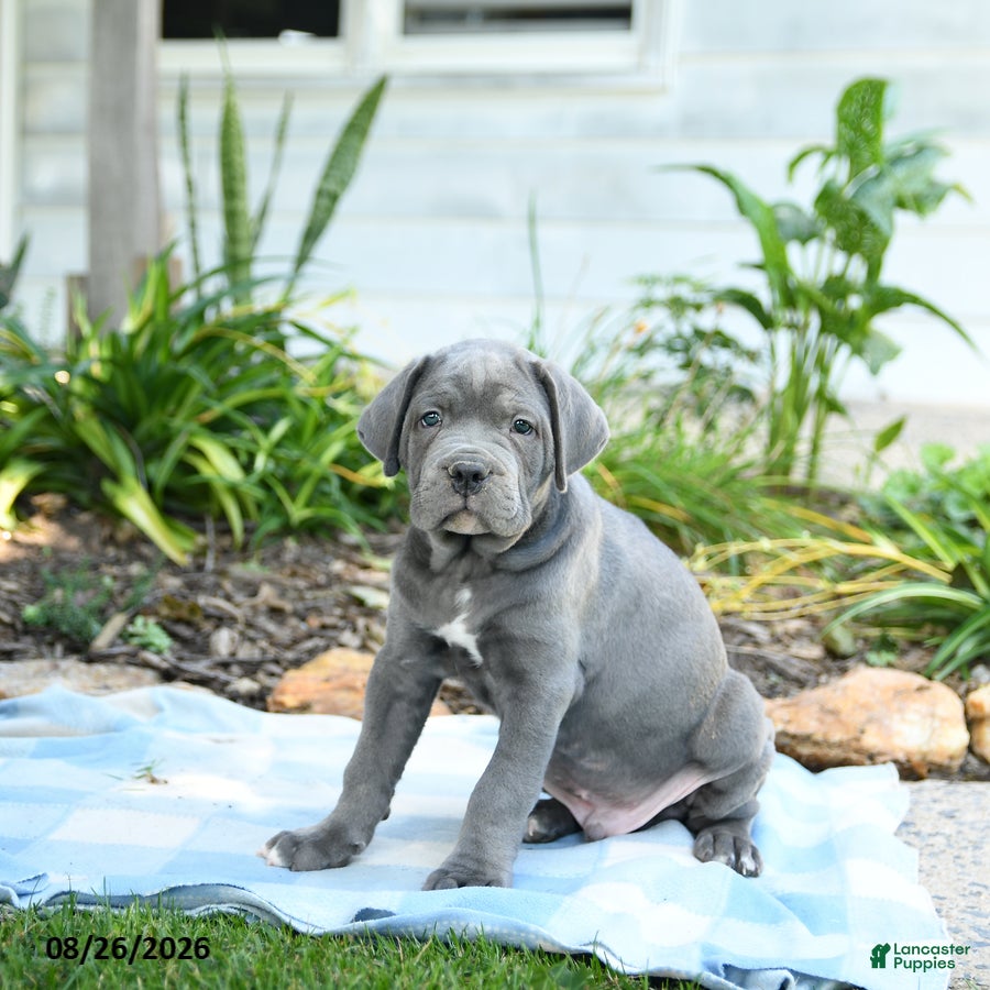 Cane Corso dogs Wayne - Ad 1