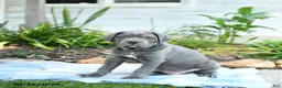 Cane Corso dogs for sale: Wayne - Ad 1