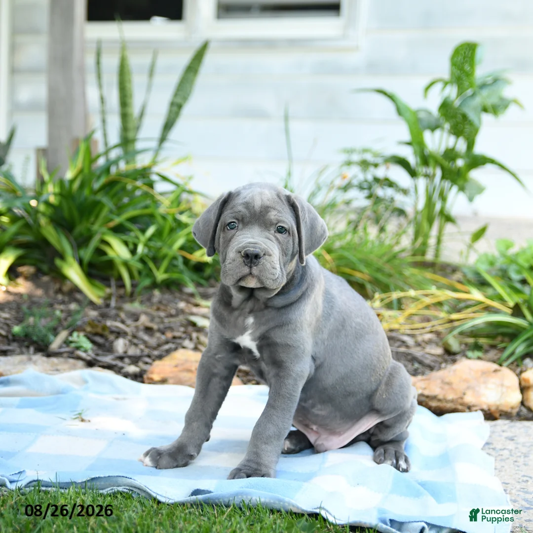Cane Corso dogs for sale: Wayne - Ad 1