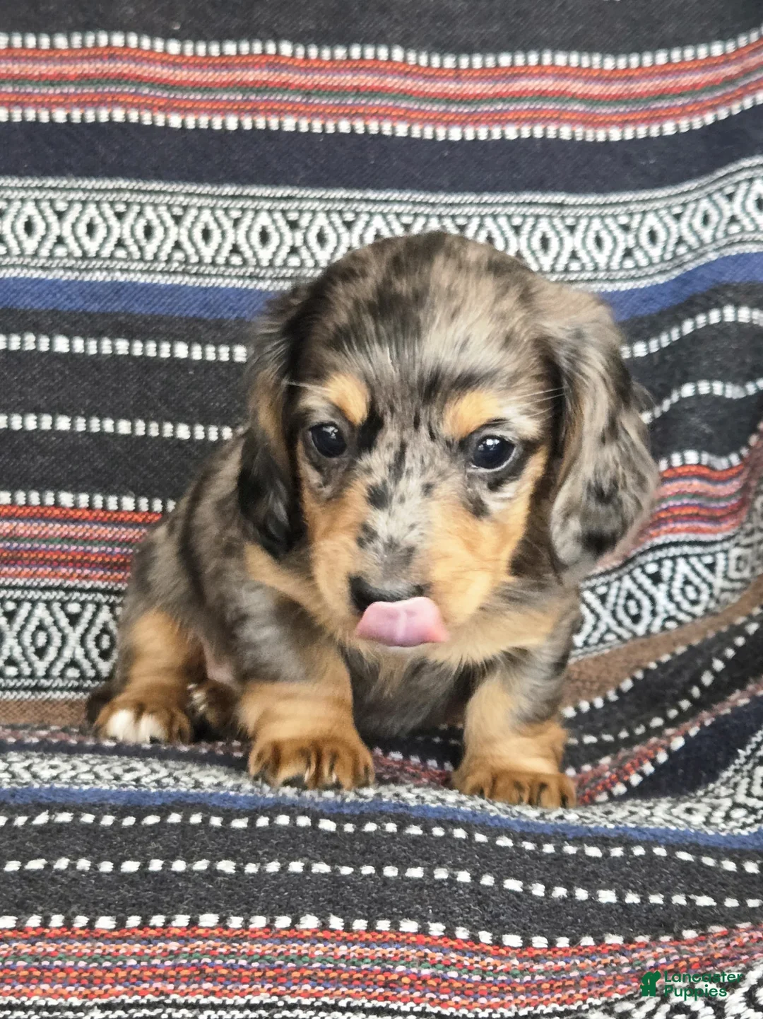 Miniature Dachshund dogs for sale: Miniature Dachshund Puppy 3 - Ad 7