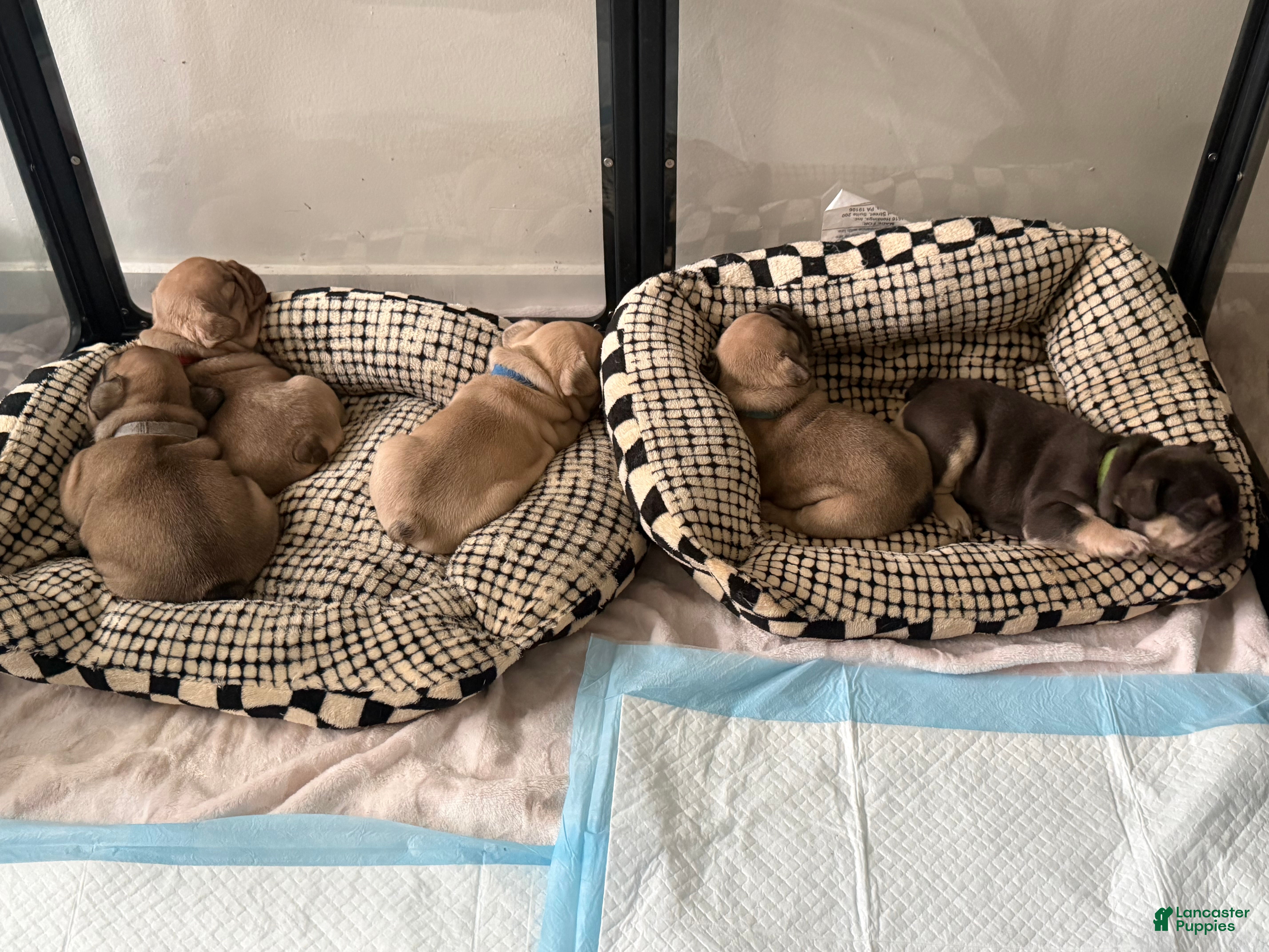 French Bulldog dogs KONG - Ad 23