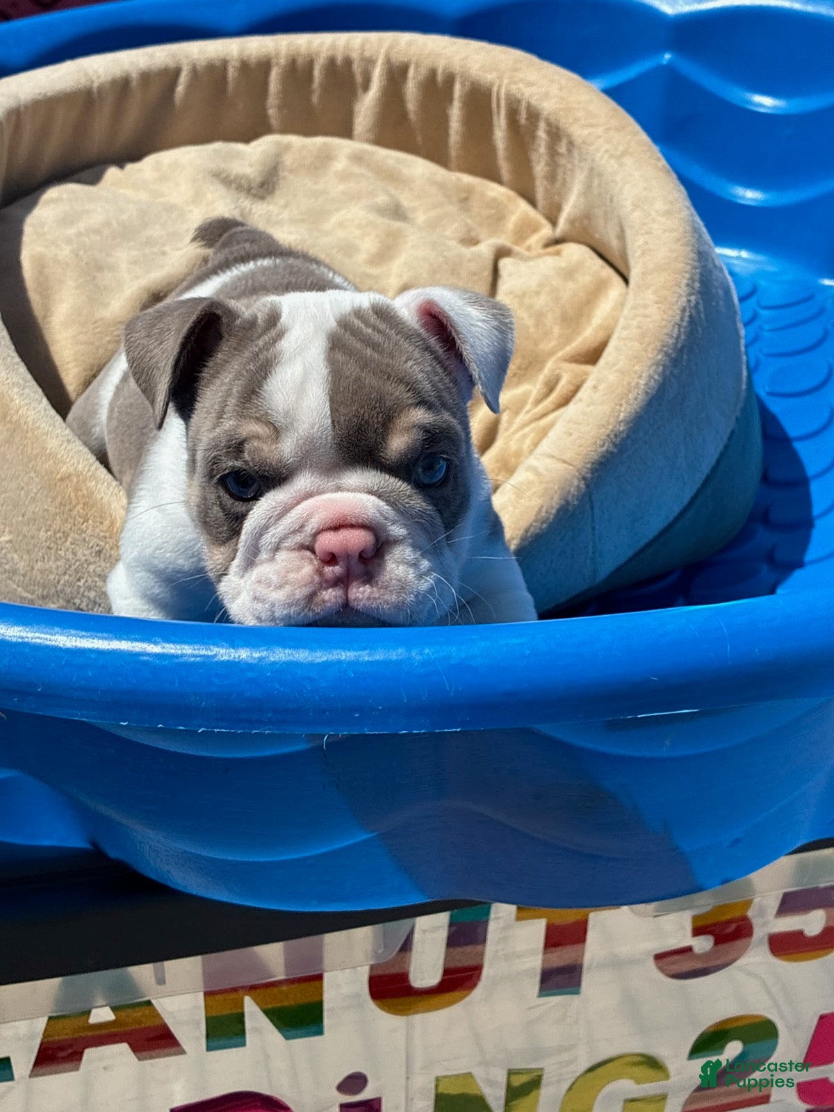 English Bulldog dogs Layla - Ad 1