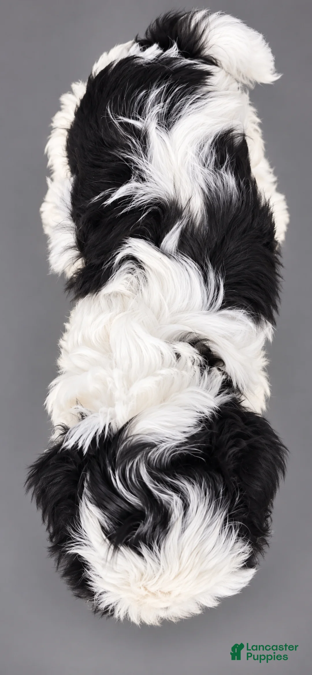 Shih Tzu dogs for sale: Ziggy - Ad 2
