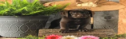 Labrador Retriever dogs for sale: Bailey - Ad 4