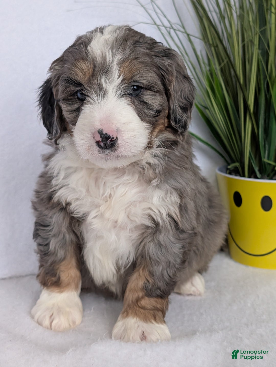 Mini Bernedoodle dogs for sale: Mini Bluey - Ad 15
