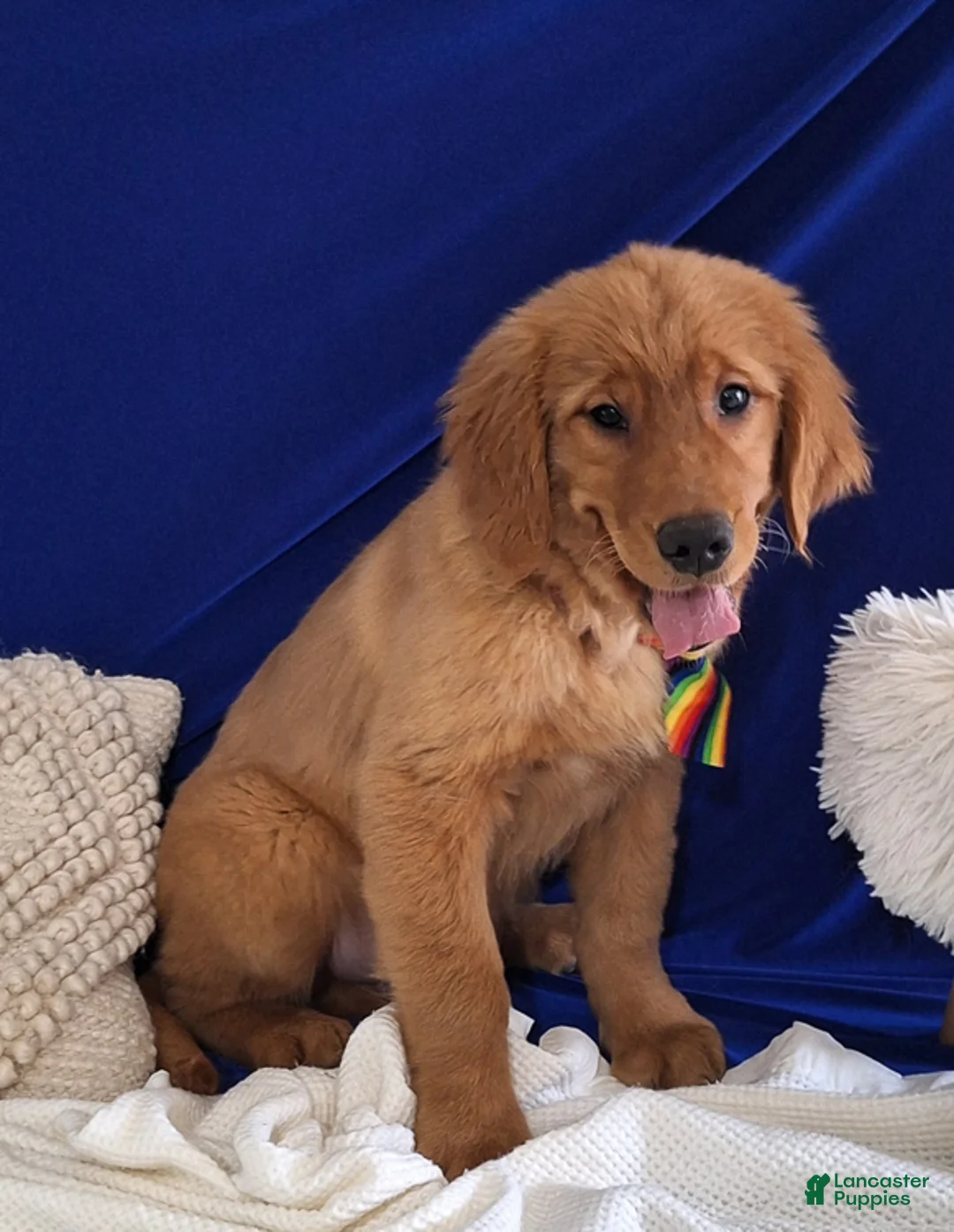 Golden Retriever dogs for sale: Silas - Ad 2