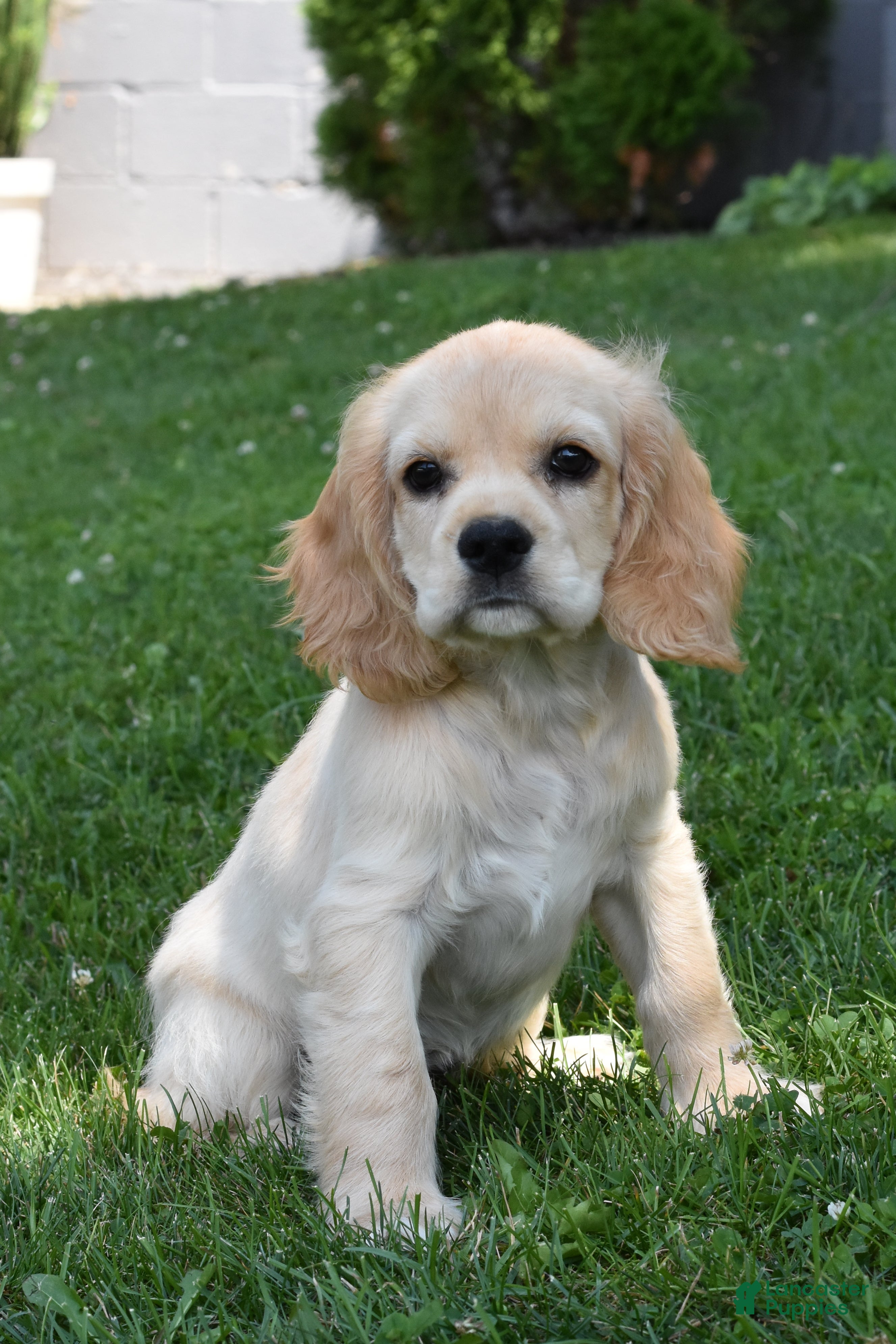 Cocker Spaniel dogs Bobbie - Ad 1