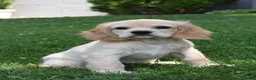Cocker Spaniel dogs for sale: Bobbie - Ad 1