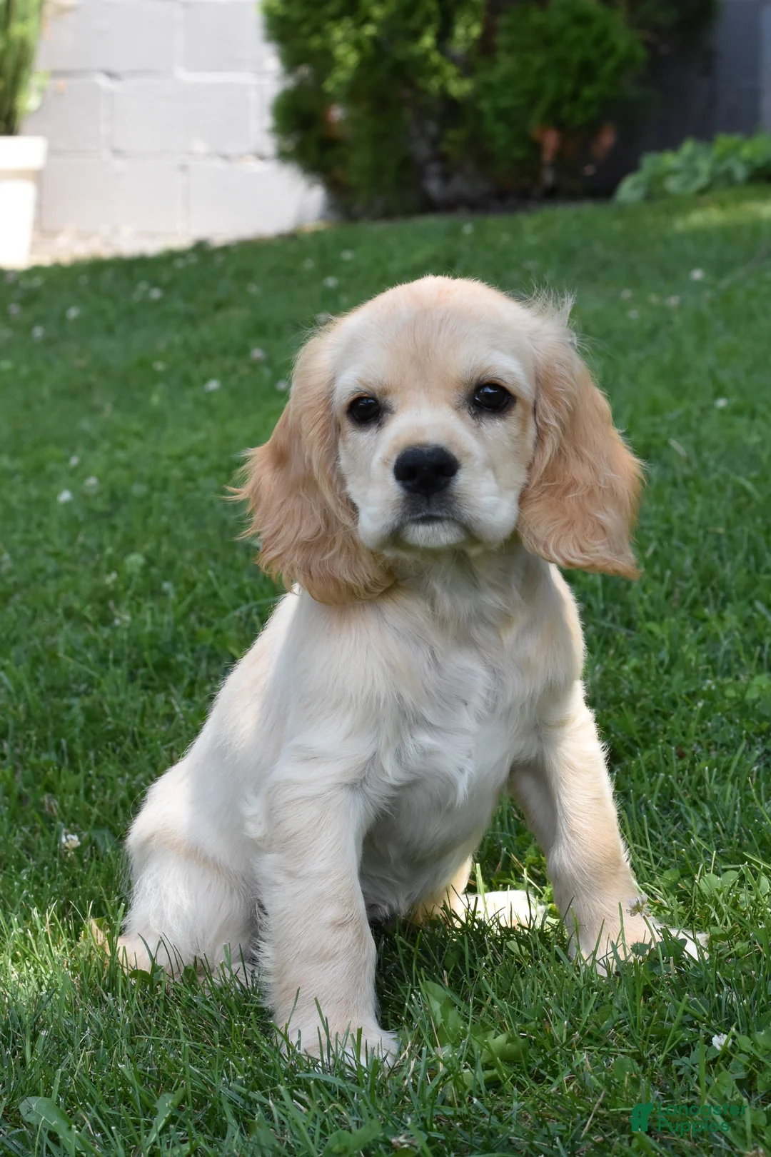 Cocker Spaniel dogs for sale: Bobbie - Ad 1