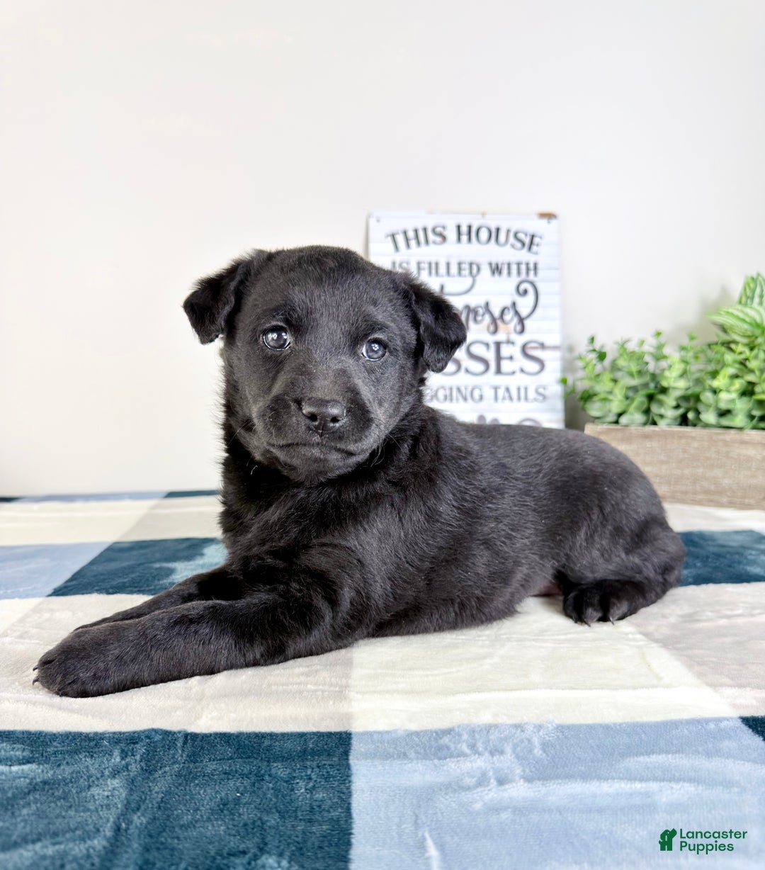 Mixed Breed dogs for sale: Astrid - Ad 4