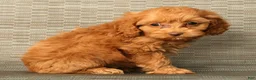 Cockapoo dogs for sale: Macy - Ad 3