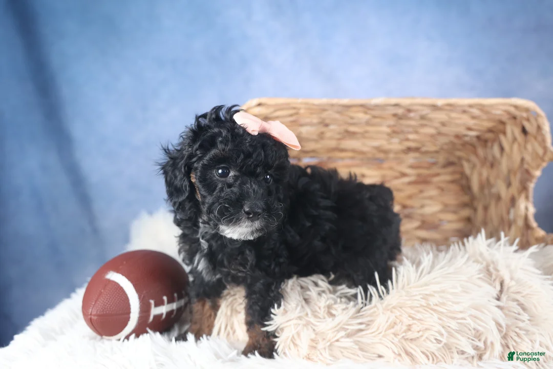 Miniature Poodle dogs for sale: Regan - Ad 12