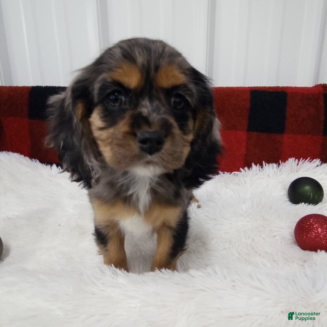 Cockalier dogs for sale: Lola - Ad 4