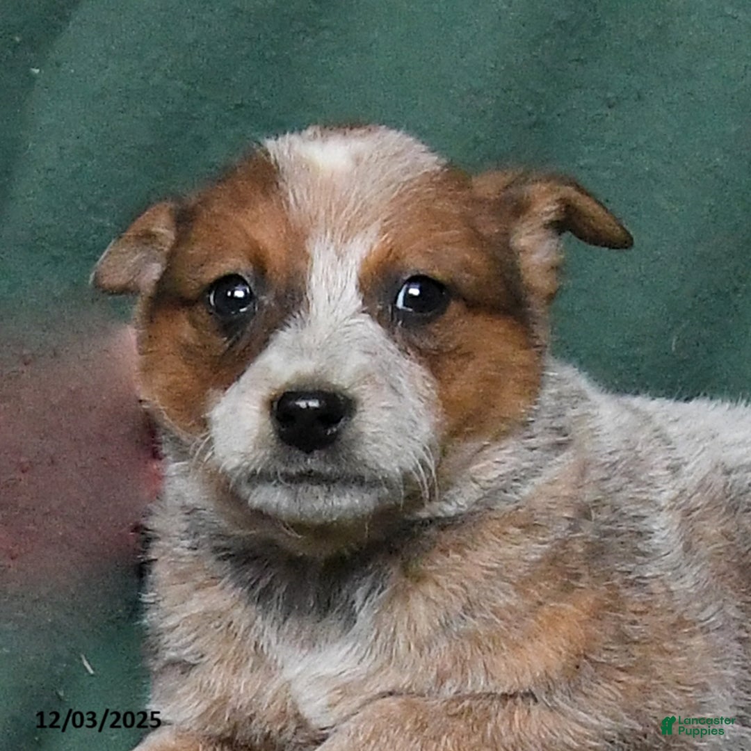 Australian Cattle Dog dogs for sale: Outlaw - Ad 2