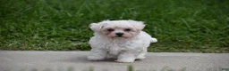 Maltipoo dogs for sale: Ace - Ad 5