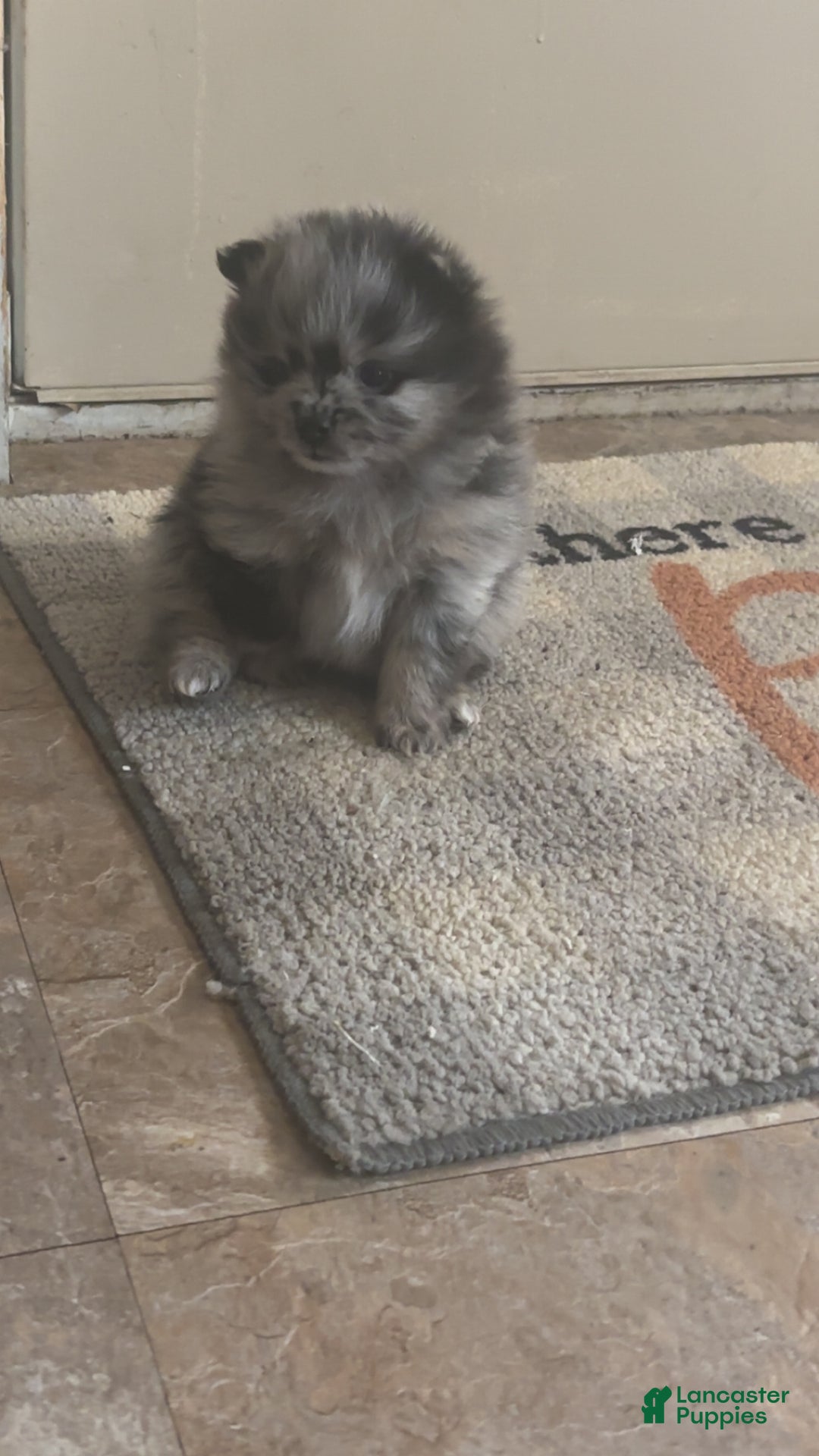 Pomeranian dogs for sale: Pomeranian Puppy 1 - Ad 2