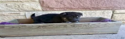 German Shepherd dogs for sale: Otto - Ad 12