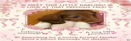 Dachshund dogs for sale: Dachshund 3 - Ad 4