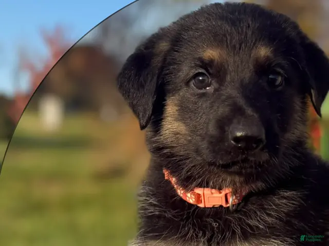 German Shepherd dogs for sale: Pink Collar - Ad 23