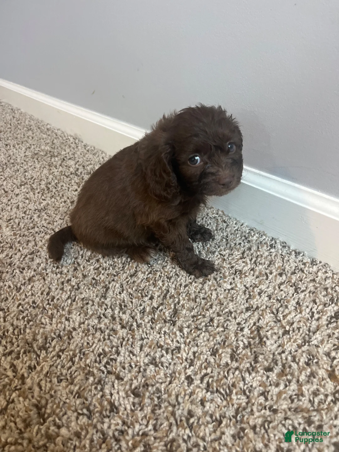 Shihpoo dogs for sale: Shihpoo 2 - Ad 2