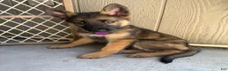 German Shepherd dogs for sale: German Shepherd 4 - Ad 5