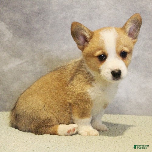 Welsh Corgi Pembroke dogs Gaston - Ad 2