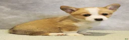 Welsh Corgi Pembroke dogs for sale: Gaston - Ad 2