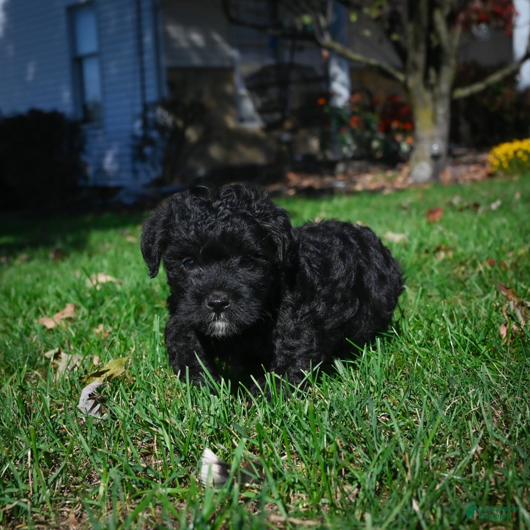 Yorkiepoo dogs for sale: Carol - Ad 7