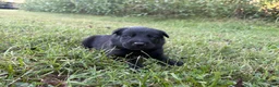 Belgian Malinois dogs for sale: Indiana Jones (black) - Ad 6