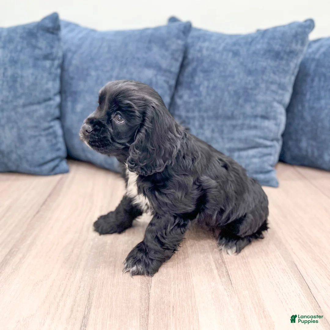 Cocker Spaniel dogs for sale: Mara - Ad 4