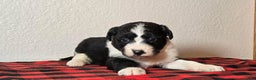 Mini Aussiedoodle dogs for sale: Nova – Female - Ad 3