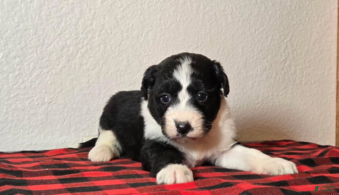 Mini Aussiedoodle dogs for sale: Nova – Female - Ad 3