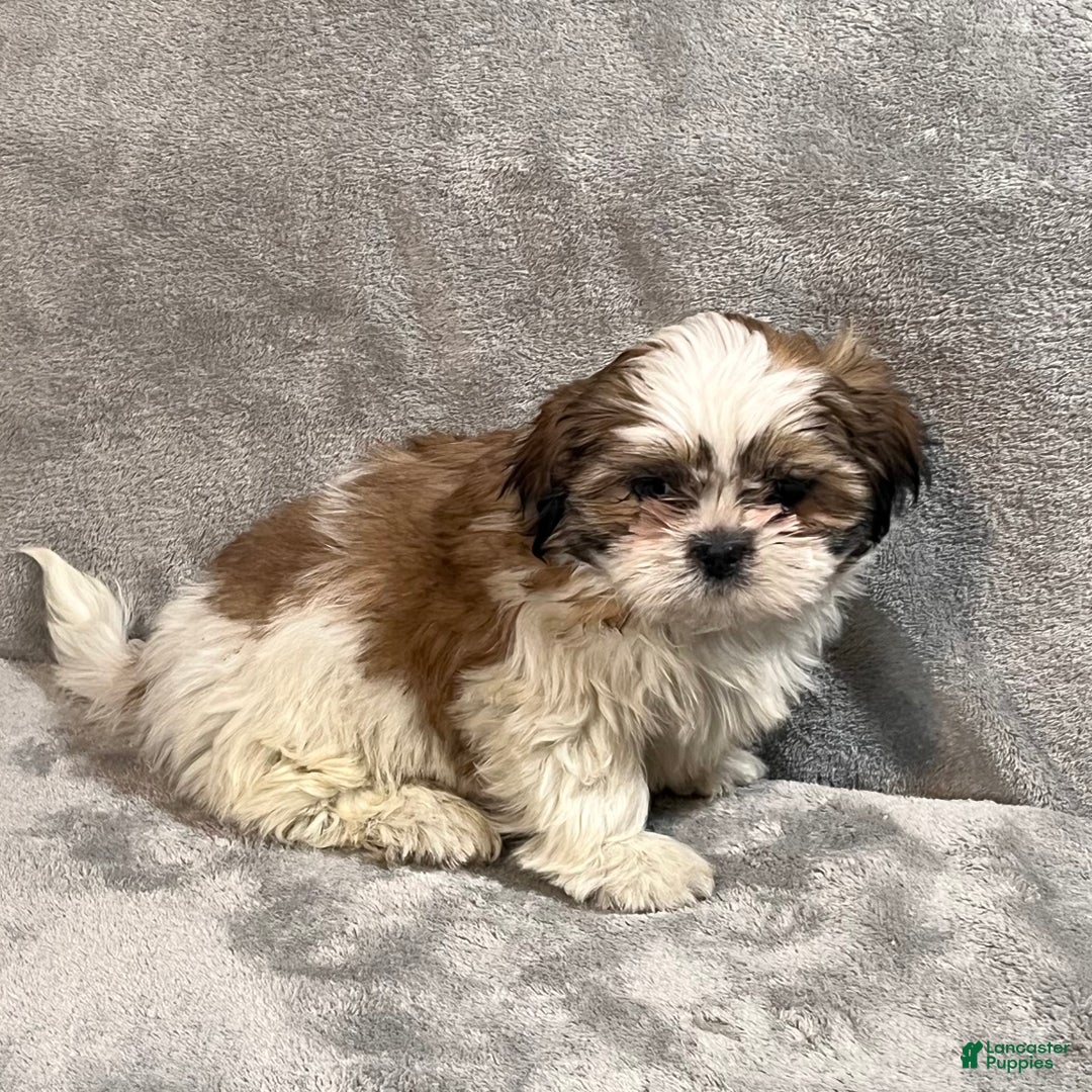 Shih Tzu dogs for sale: Hamlet - Ad 3