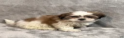 Shih Tzu dogs for sale: Hamlet - Ad 3
