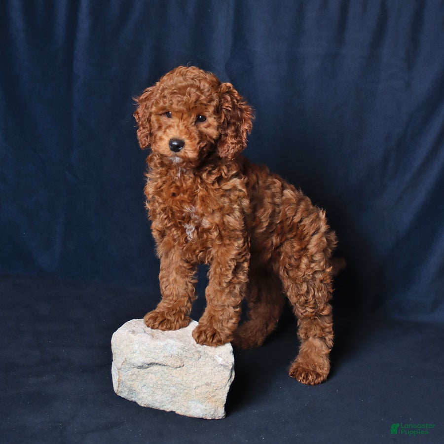 Cockapoo dogs Pansy - Ad 2