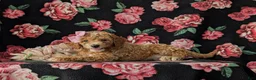Cockapoo dogs for sale: Brielle Hypoallergenic - Ad 4