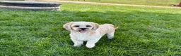 Lhasa Apso dogs for sale: Sammy - Ad 6