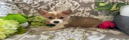 Welsh Corgi Pembroke dogs for sale: Mandy - Ad 10
