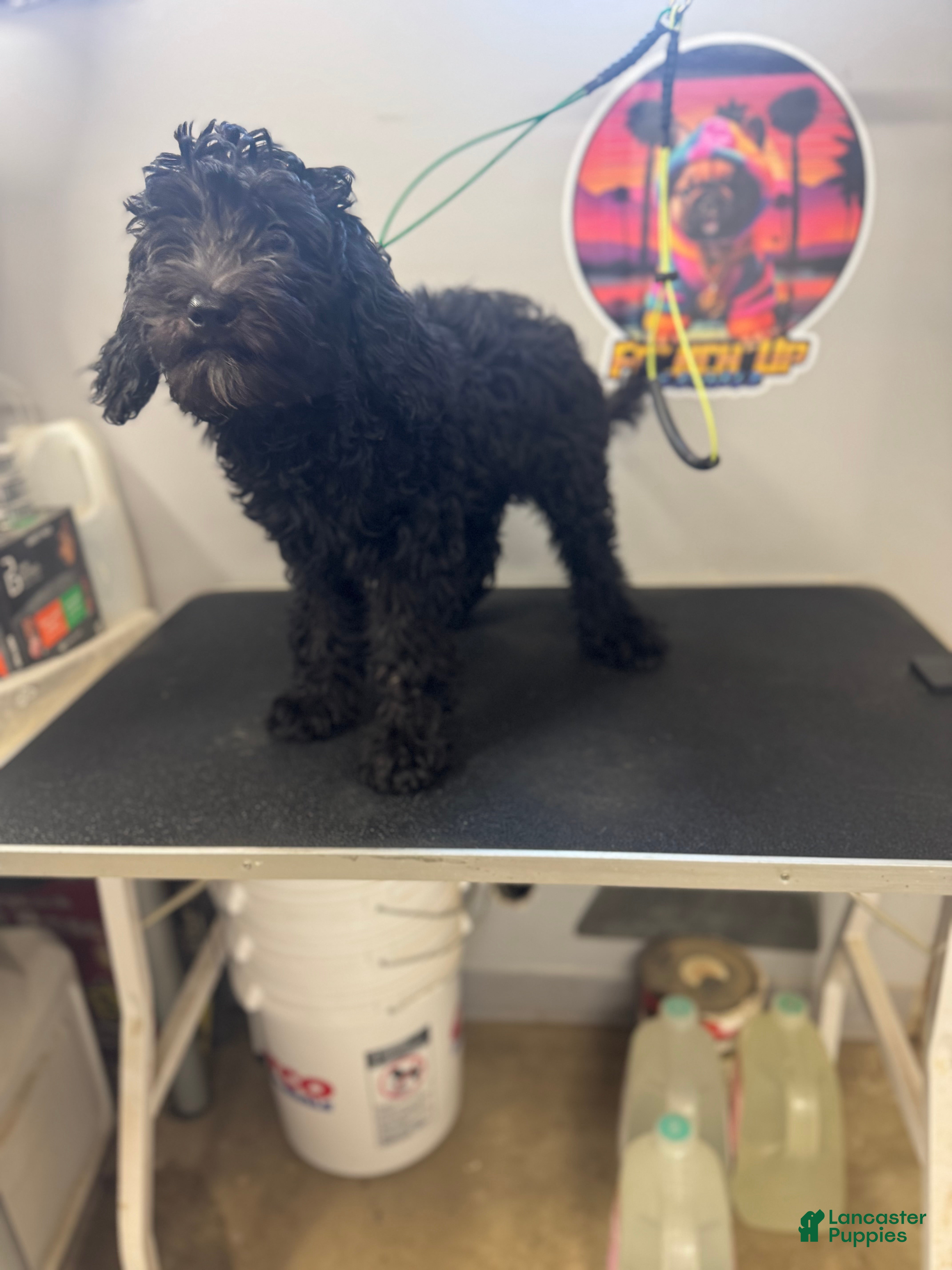 Australian Labradoodle dogs Australian Labradoodle 1 - Ad 1