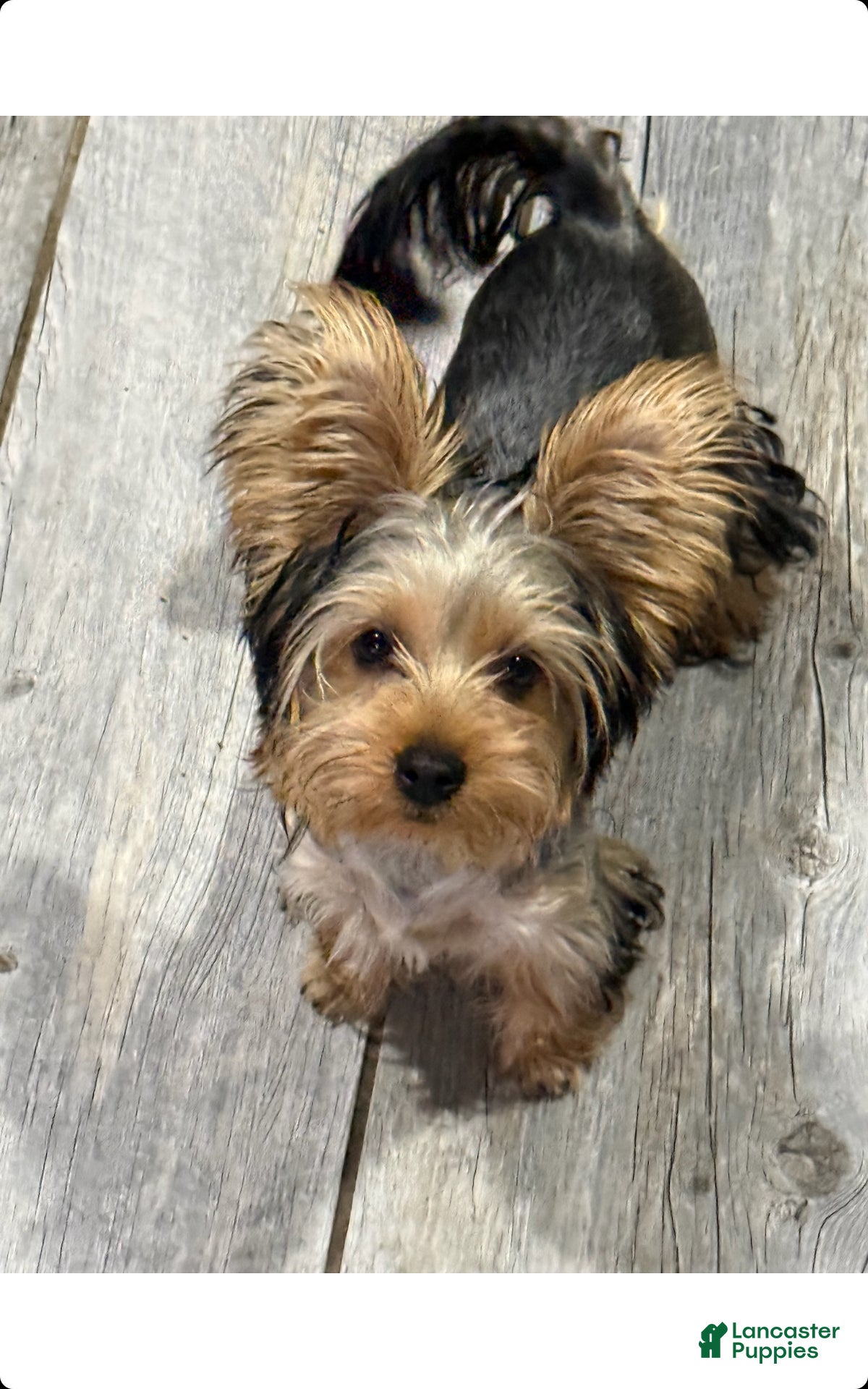 Yorkshire Terrier dogs Vance - Ad 6