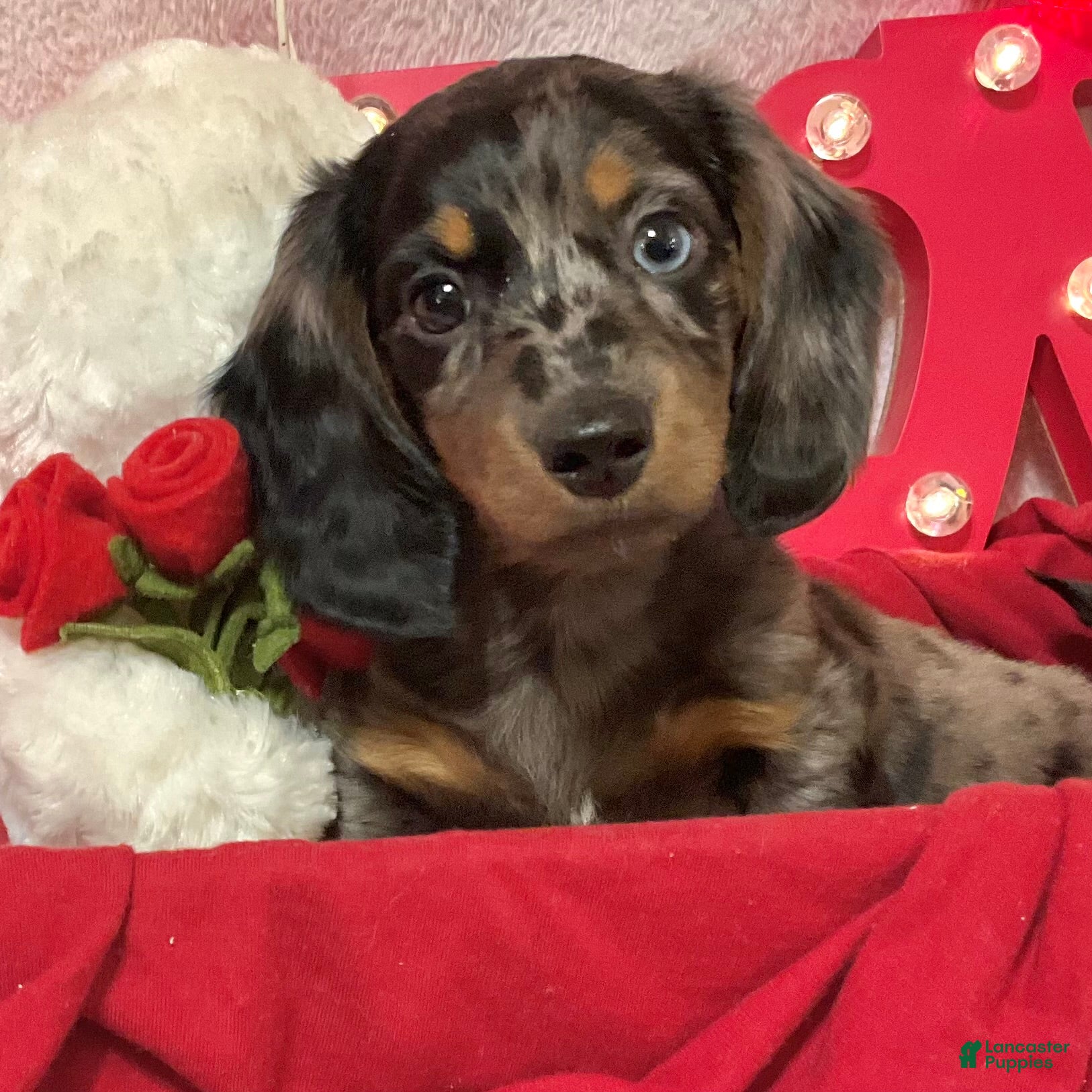 Miniature Dachshund dogs LuvBug - Ad 7