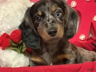 Miniature Dachshund dogs LuvBug - Ad 7