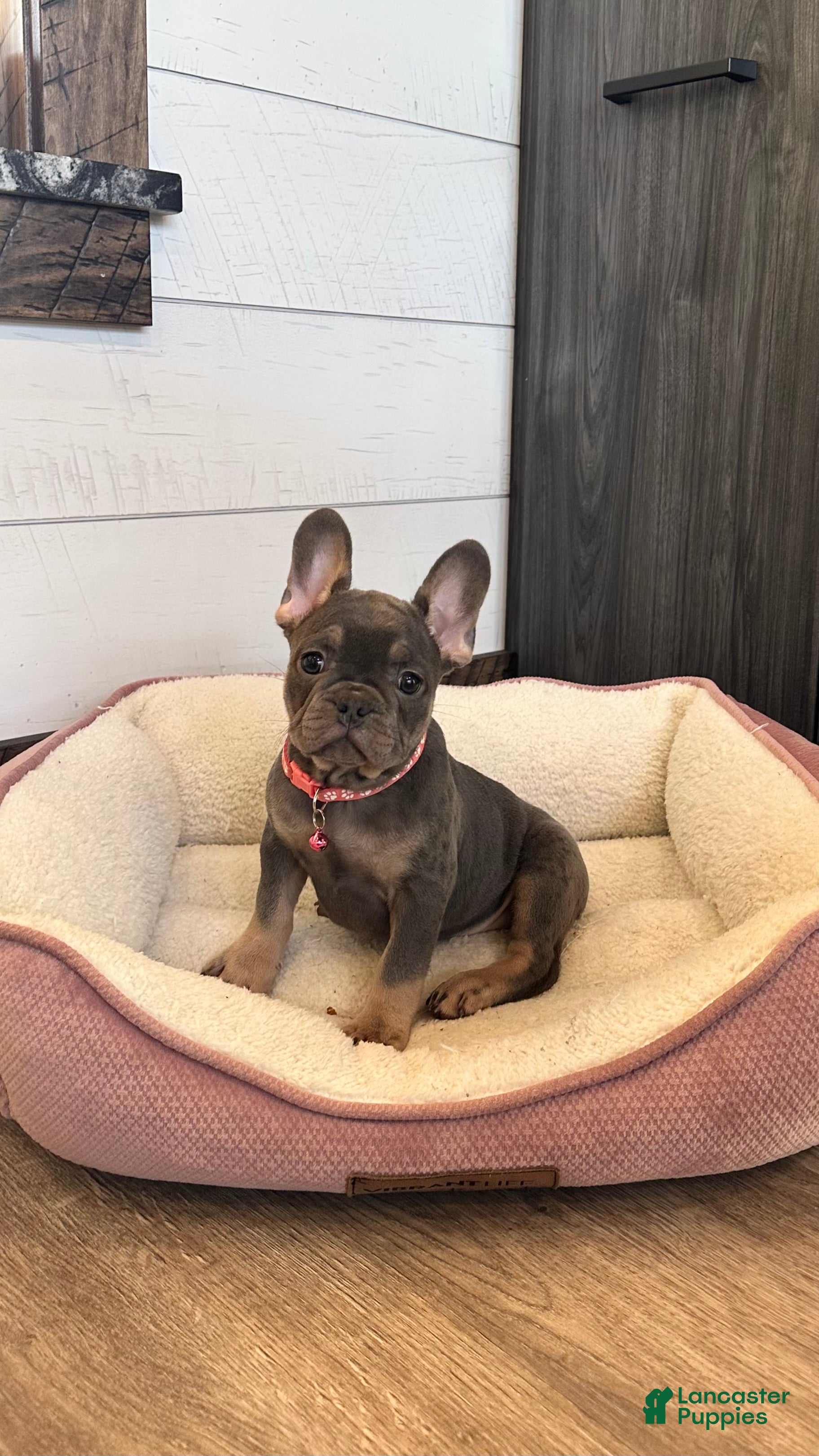 French Bulldog dogs Beau - Ad 1